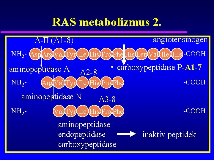RAS metabolizmus 2. angiotensinogen A-II (A 1 -8) NH 2 - Asp. Arg Val