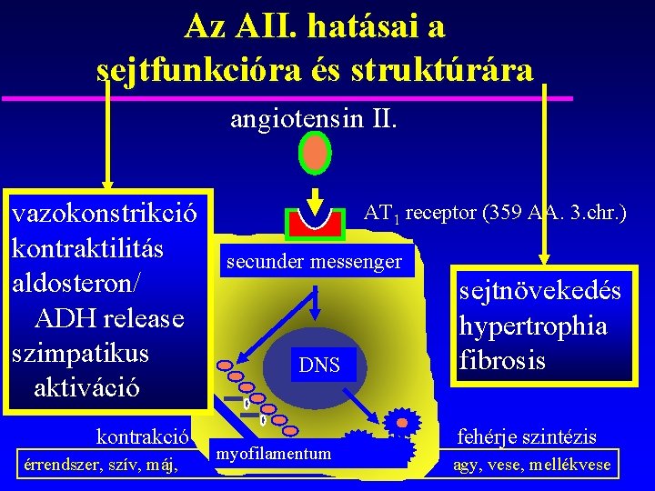 Az AII. hatásai a sejtfunkcióra és struktúrára angiotensin II. vazokonstrikció kontraktilitás aldosteron/ ADH release