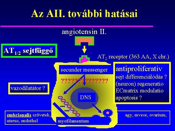 Az AII. további hatásai angiotensin II. AT 1/2 sejtfüggő AT 2 receptor (363 AA,