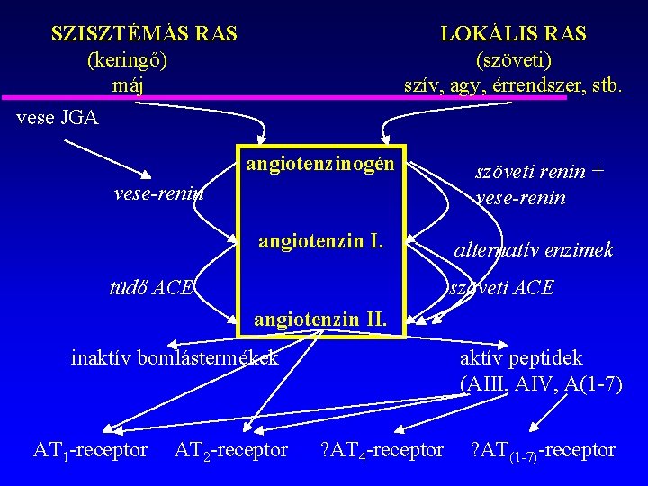 SZISZTÉMÁS RAS (keringő) máj vese JGA LOKÁLIS RAS (szöveti) szív, agy, érrendszer, stb. angiotenzinogén