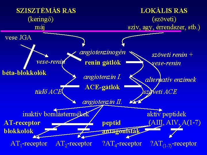 SZISZTÉMÁS RAS (keringő) máj vese JGA vese-renin béta-blokkolók tüdő ACE LOKÁLIS RAS (szöveti) szív,