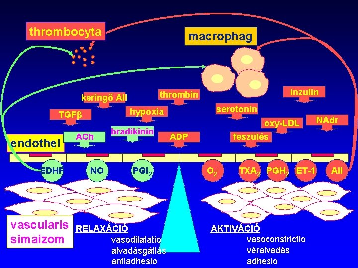 thrombocyta macrophag endothel EDHF vascularis simaizom serotonin hypoxia TGFβ ACh NO inzulin thrombin keringő