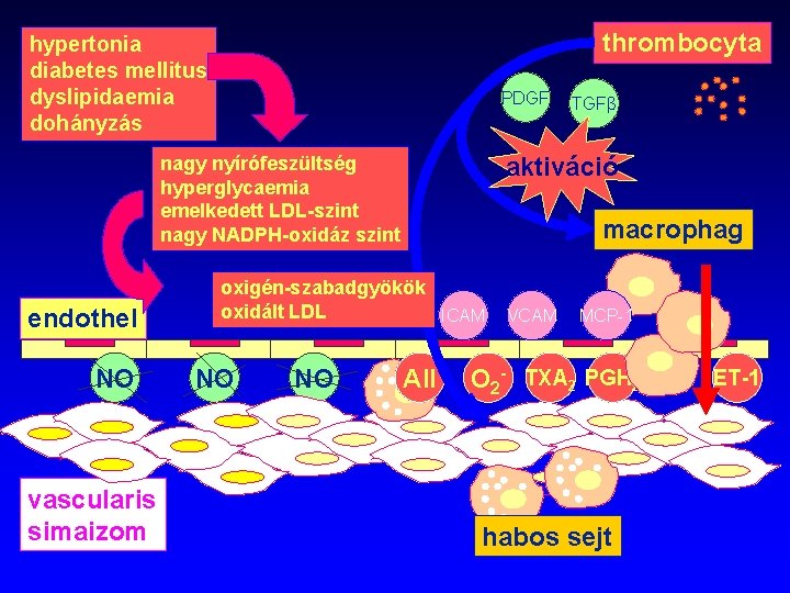 thrombocyta hypertonia diabetes mellitus dyslipidaemia dohányzás PDGF aktiváció nagy nyírófeszültség hyperglycaemia emelkedett LDL-szint nagy