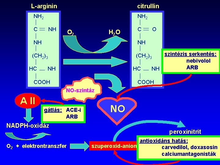 L-arginin citrullin NH 2 C NH O 2 H 2 O C O NH