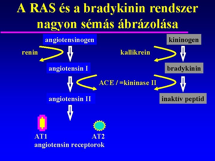 A RAS és a bradykinin rendszer nagyon sémás ábrázolása angiotensinogen kininogen renin kallikrein angiotensin