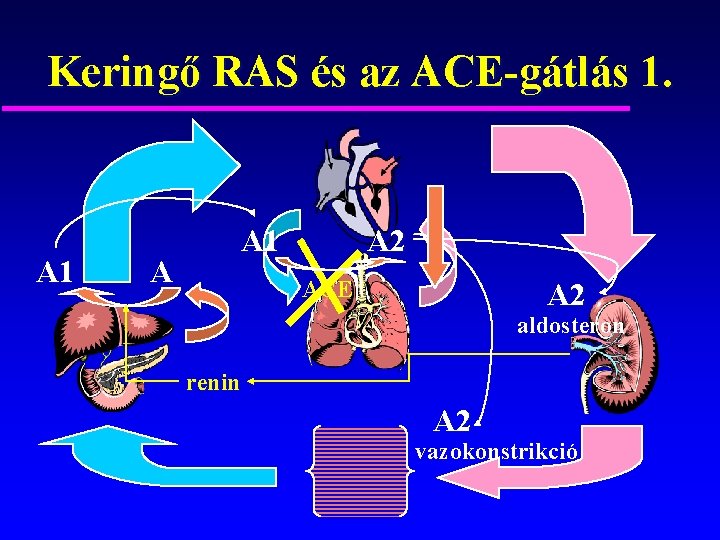 Keringő RAS és az ACE-gátlás 1. A 1 A 2 ACE A 2 aldosteron
