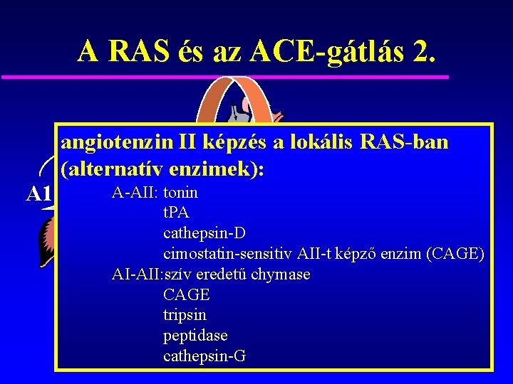 A RAS és az ACE-gátlás 2. angiotenzin II képzés a lokális RAS-ban alternatív (alternatív