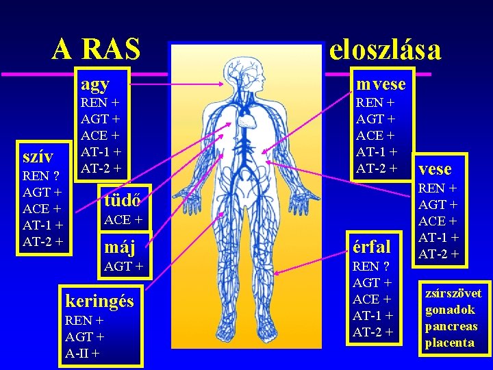 A RAS eloszlása agy mvese REN + AGT + ACE + AT-1 + AT-2