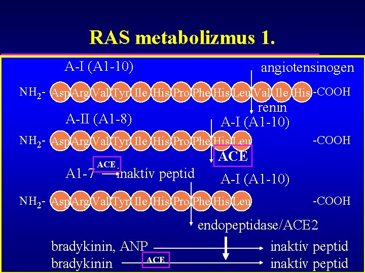 RAS metabolizmus 1. A-I (A 1 -10) angiotensinogen NH 2 - Asp. Arg Val