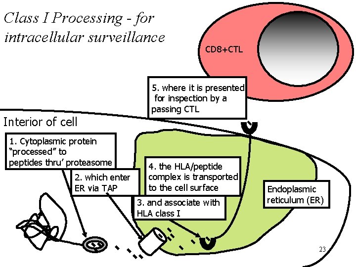 Class I Processing - for intracellular surveillance CD 8+CTL 5. where it is presented