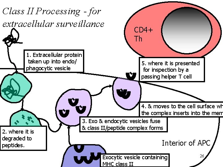 Class II Processing - for extracellular surveillance 1. Extracellular protein taken up into endo/