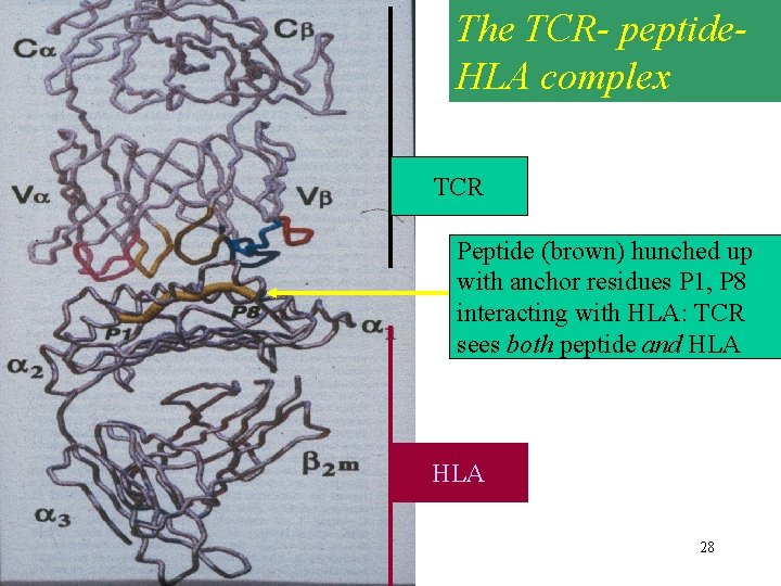 The TCR- peptide. HLA complex TCR Peptide (brown) hunched up with anchor residues P