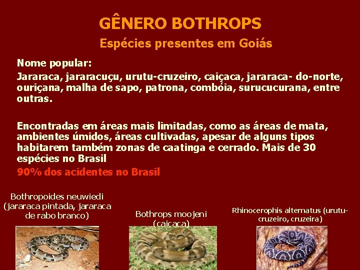 GÊNERO BOTHROPS Espécies presentes em Goiás Nome popular: Jararaca, jararacuçu, urutu-cruzeiro, caiçaca, jararaca- do-norte,