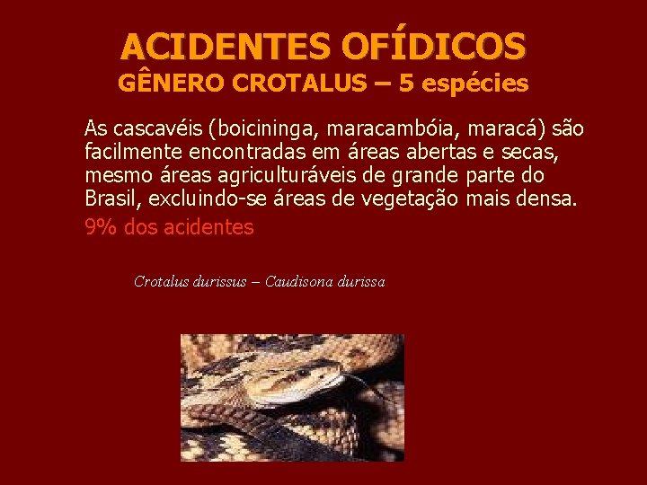 ACIDENTES OFÍDICOS GÊNERO CROTALUS – 5 espécies As cascavéis (boicininga, maracambóia, maracá) são facilmente