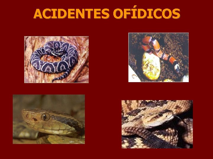 ACIDENTES OFÍDICOS 