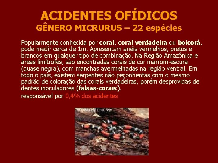 ACIDENTES OFÍDICOS GÊNERO MICRURUS – 22 espécies Popularmente conhecida por coral, coral verdadeira ou