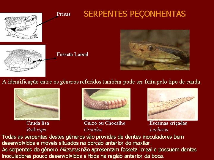 Presas SERPENTES PEÇONHENTAS Fosseta Loreal A identificação entre os gêneros referidos também pode ser