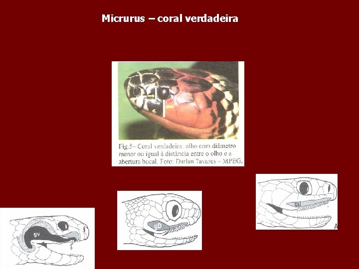 Micrurus – coral verdadeira 