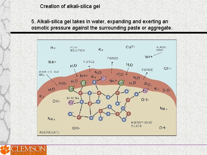 Creation of alkali-silica gel 5. Alkali-silica gel takes in water, expanding and exerting an Creation of alkali-silica gel 5. Alkali-silica gel takes in water, expanding and exerting an