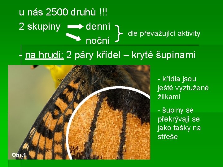 u nás 2500 druhů !!! 2 skupiny denní dle převažující aktivity noční - na