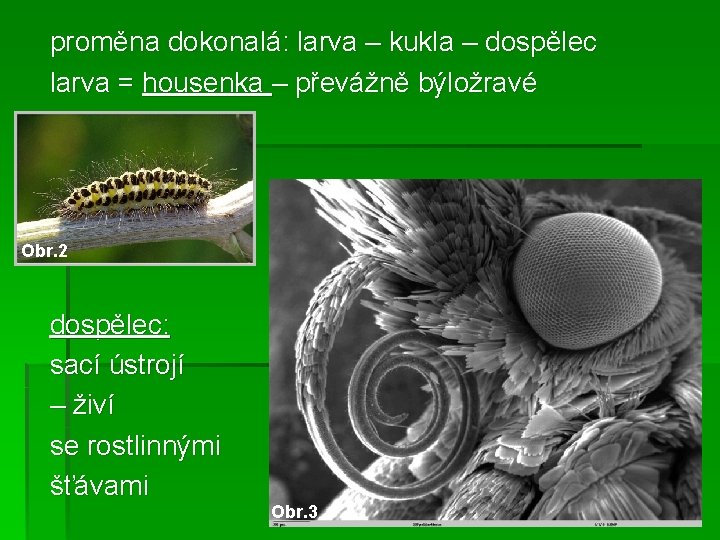 proměna dokonalá: larva – kukla – dospělec larva = housenka – převážně býložravé Obr.