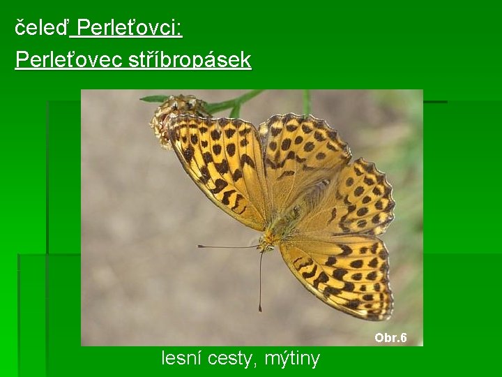 čeleď Perleťovci: Perleťovec stříbropásek Obr. 6 lesní cesty, mýtiny 