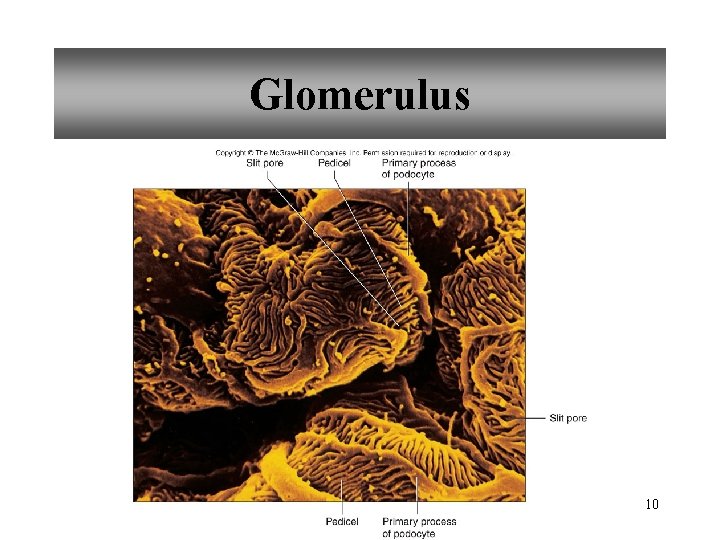 Glomerulus 10 