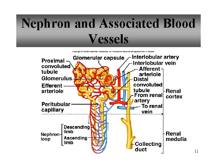 Nephron and Associated Blood Vessels 11 