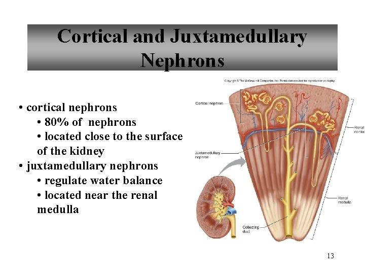 Cortical and Juxtamedullary Nephrons • cortical nephrons • 80% of nephrons • located close