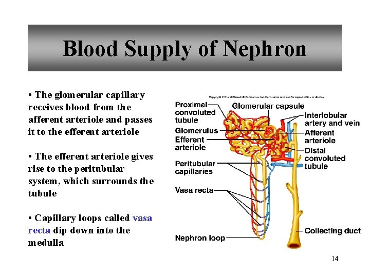 Blood Supply of Nephron • The glomerular capillary receives blood from the afferent arteriole