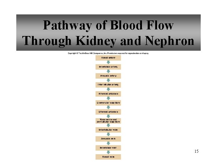 Pathway of Blood Flow Through Kidney and Nephron 15 