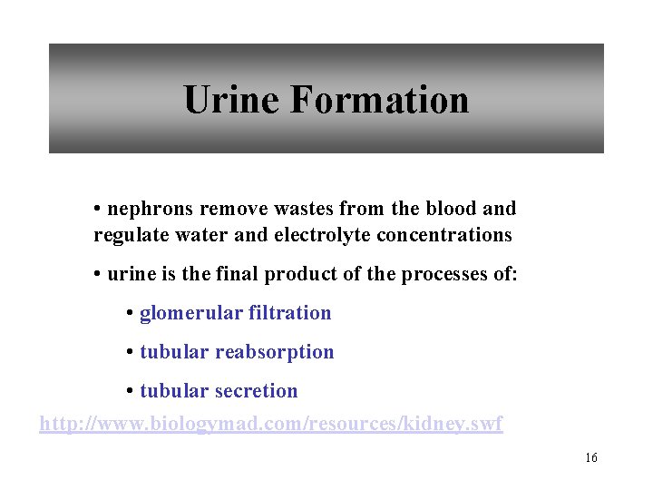 Urine Formation • nephrons remove wastes from the blood and regulate water and electrolyte