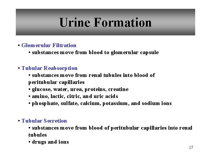 Urine Formation • Glomerular Filtration • substances move from blood to glomerular capsule •