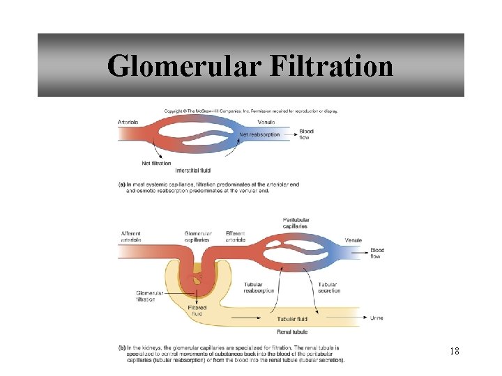 Glomerular Filtration 18 