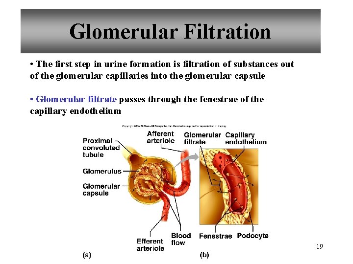 Glomerular Filtration • The first step in urine formation is filtration of substances out