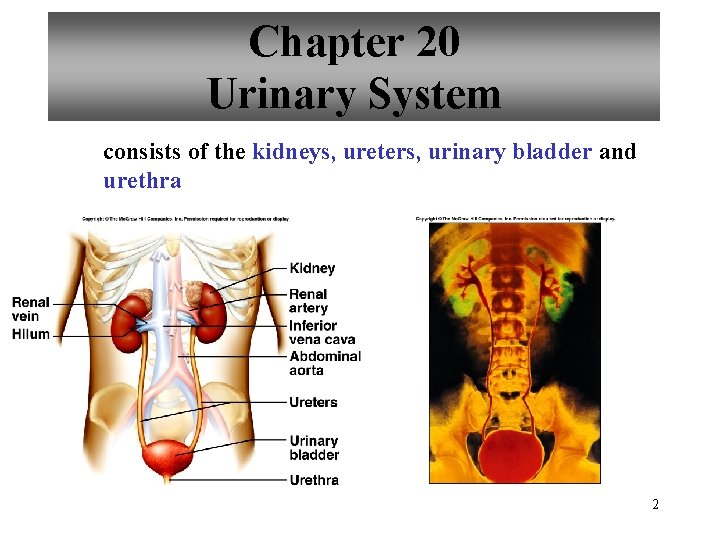 Chapter 20 Urinary System consists of the kidneys, ureters, urinary bladder and urethra 2