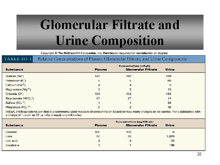Glomerular Filtrate and Urine Composition 20 