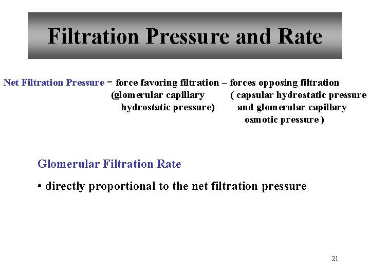 Filtration Pressure and Rate Net Filtration Pressure = force favoring filtration – forces opposing