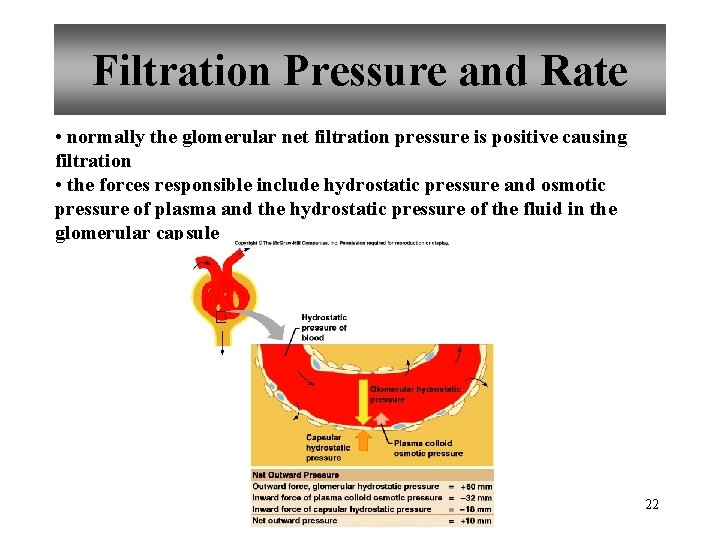 Filtration Pressure and Rate • normally the glomerular net filtration pressure is positive causing