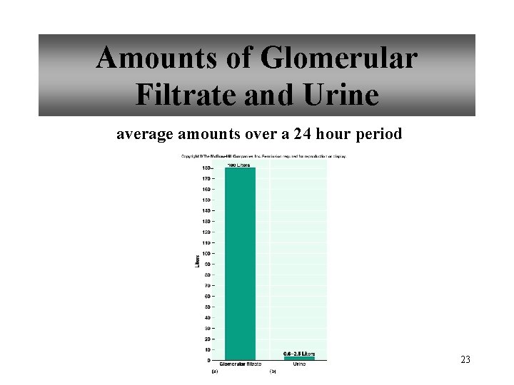 Amounts of Glomerular Filtrate and Urine average amounts over a 24 hour period 23