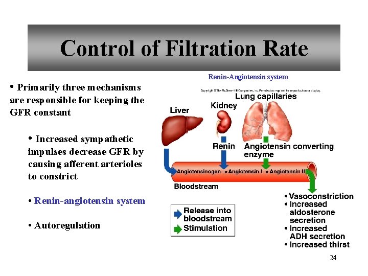 Control of Filtration Rate • Primarily three mechanisms Renin-Angiotensin system are responsible for keeping