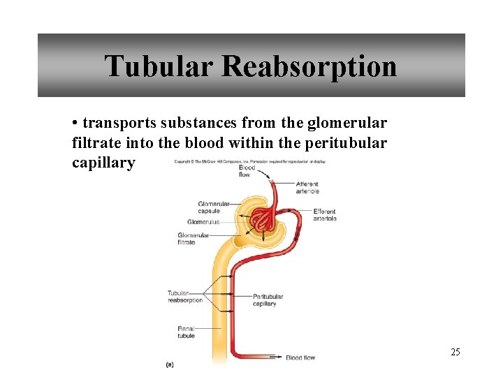 Tubular Reabsorption • transports substances from the glomerular filtrate into the blood within the