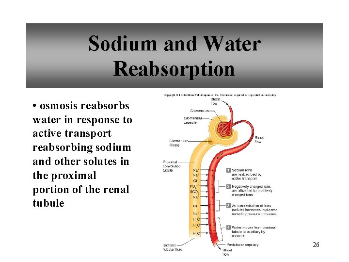 Sodium and Water Reabsorption • osmosis reabsorbs water in response to active transport reabsorbing