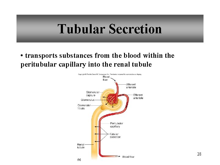 Tubular Secretion • transports substances from the blood within the peritubular capillary into the