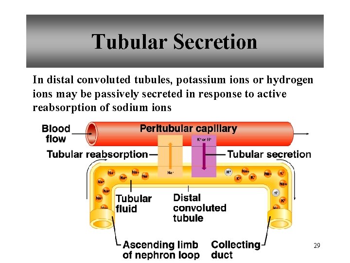 Tubular Secretion In distal convoluted tubules, potassium ions or hydrogen ions may be passively