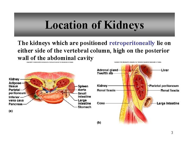 Location of Kidneys The kidneys which are positioned retroperitoneally lie on either side of