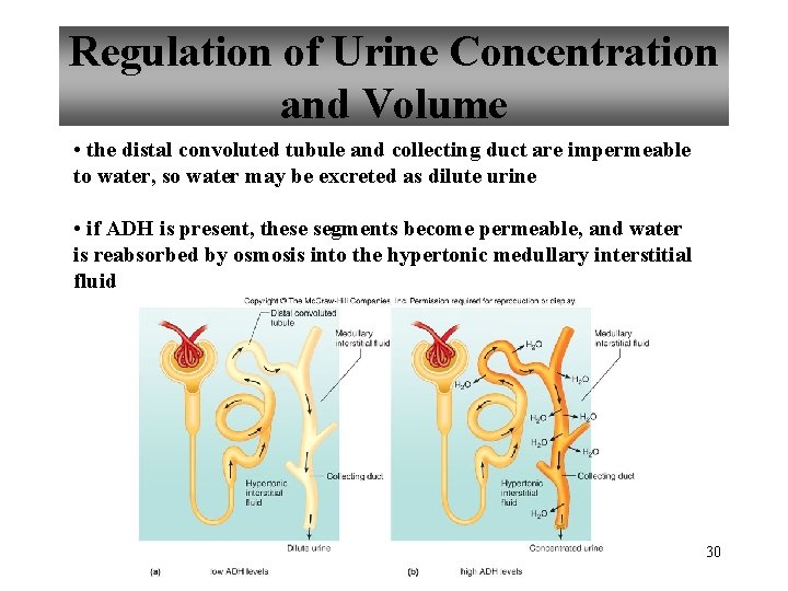 Regulation of Urine Concentration and Volume • the distal convoluted tubule and collecting duct