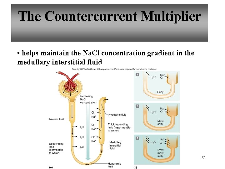 The Countercurrent Multiplier • helps maintain the Na. Cl concentration gradient in the medullary