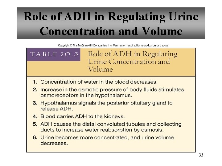 Role of ADH in Regulating Urine Concentration and Volume 33 