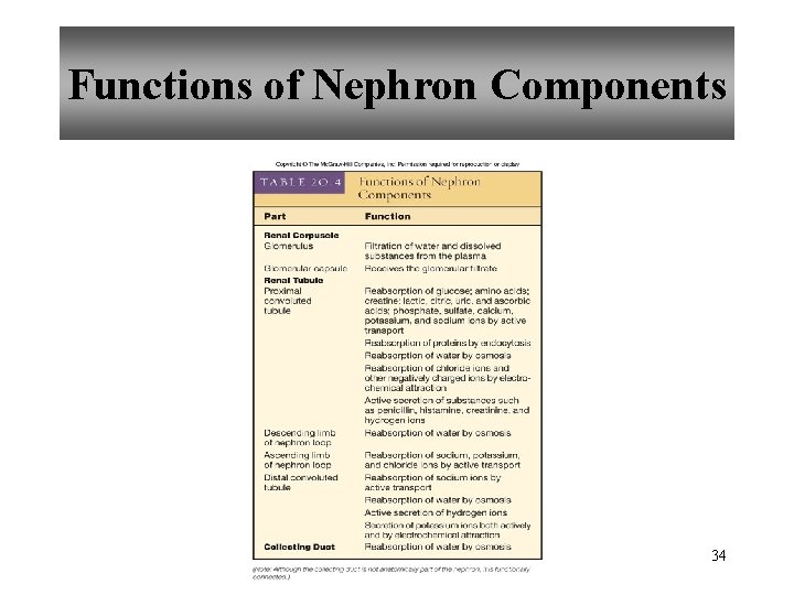 Functions of Nephron Components 34 